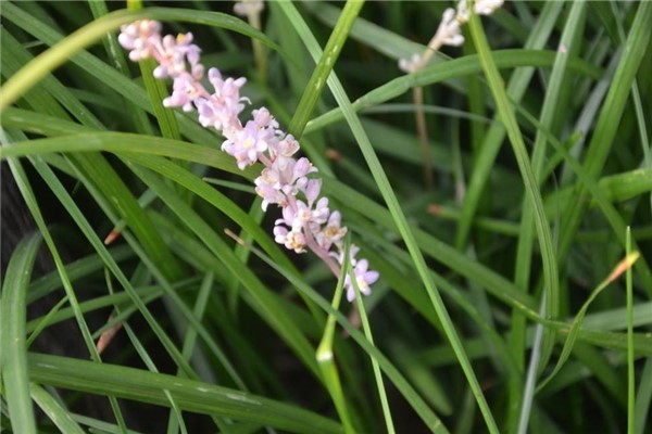 麥冬草的養殖方法和注意事項 麥冬草的養殖方法和注意事項