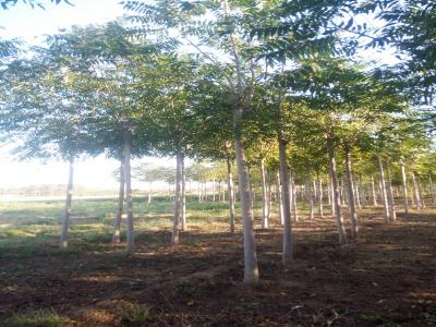 十公分千頭椿小苗的價格是多少？