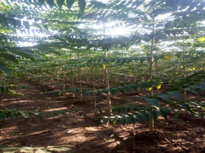 12公分千頭椿小苗的價格是多少？