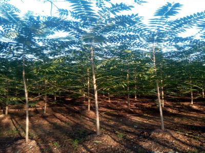 香椿和紅香椿二者有什么區別？