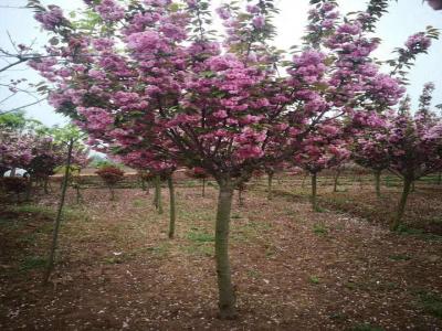 [櫻花樹]櫻花樹圖片_花期_產地價格