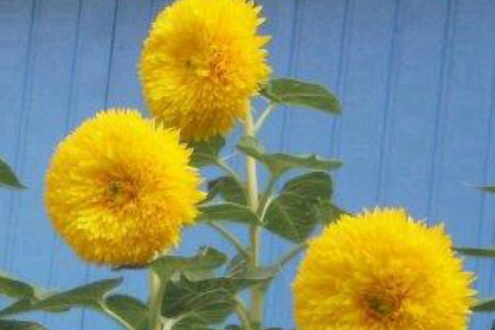 玩具熊向日葵種植方法