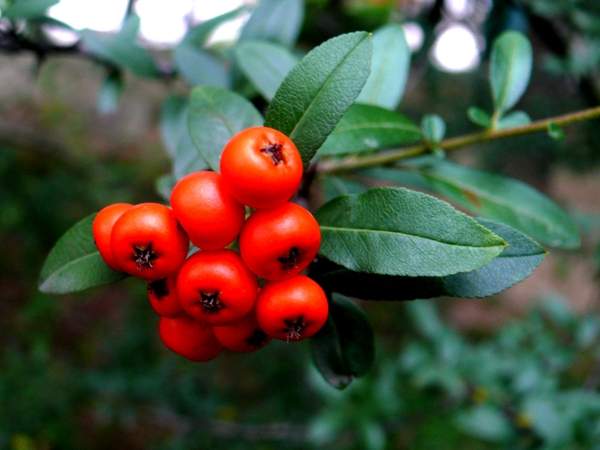 細圓齒火棘 細圓齒火棘