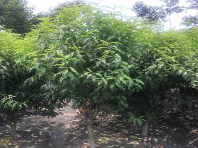 青葉碧桃和桃樹的區別在哪里？